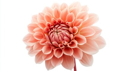 A close-up of a soft coral dahlia with its densely packed, pointed petals, isolated white background
