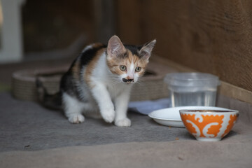 Portrait of a beautiful wild cat in summer.