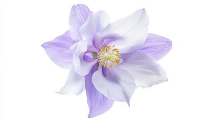 A close-up of a soft lavender columbine with its unique, spurred petals and gentle color, isolated white background
