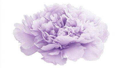 A close-up of a soft lavender peony with its full, fluffy petals and gentle color, isolated white background