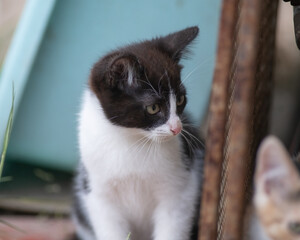 Portrait of a beautiful wild cat in summer.