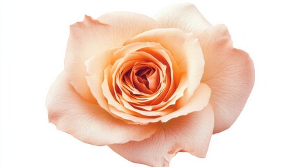 A close-up of a soft peach rose with its velvety, open petals and warm color, isolated white background