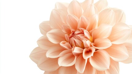 A close-up of a soft peach-colored dahlia with its intricate, layered petals and gentle hue, isolated white background