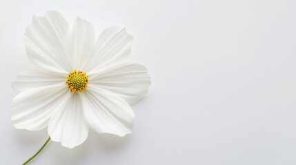 Obraz premium A close-up of a soft white cosmos flower with its delicate, feathery petals and gentle hue, isolated white background