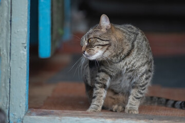 Obraz premium Portrait of a beautiful wild cat in summer.