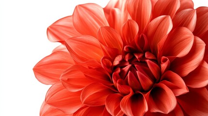 A close-up of a vibrant coral dahlia with its layered, ruffled petals and bold color, isolated white background