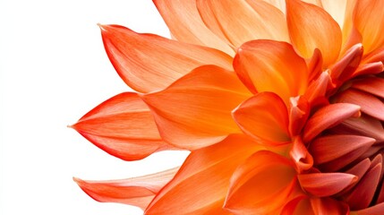 Obraz premium A close-up of a vibrant orange dahlia with its spiky, layered petals and bold color, isolated white background