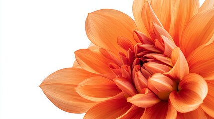 Obraz premium A close-up of a vibrant orange dahlia with its spiky, layered petals and bold color, isolated white background