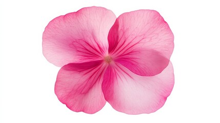 Naklejka premium A close-up of a vibrant pink impatiens with its smooth, rounded petals and delicate texture, isolated white background