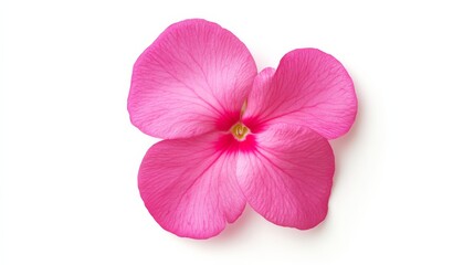 A close-up of a vibrant pink impatiens with its smooth, rounded petals and delicate texture, isolated white background