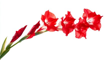 A close-up of a vibrant red gladiolus with its tall, elegant flowers and striking color, isolated white background