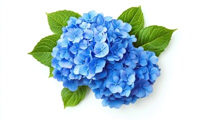 A close-up of a vivid blue hydrangea cluster with numerous small flowers and subtle green leaves, isolated white background, minimalistic art style