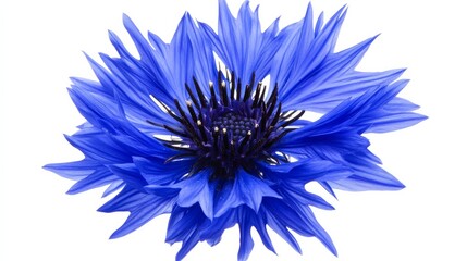 Obraz premium A close-up of a vivid blue cornflower with spiky petals and a dark center, isolated white background, minimalistic art style