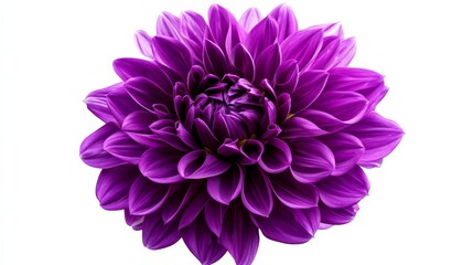 A close-up of a vivid purple dahlia with its layered, pointed petals and rich color, isolated white background