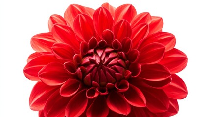 A close-up of a vivid red dahlia with its intricate, layered petals and rich color, isolated white background © ArpPSIqee