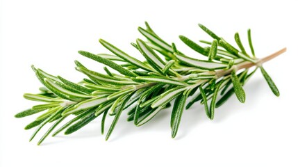 Fototapeta premium A close-up of fresh green rosemary leaves with their aromatic fragrance, isolated white background, minimalistic art style