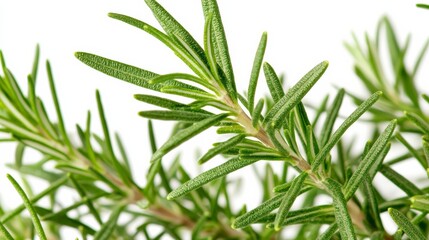 Fototapeta premium A close-up of fresh green rosemary leaves with their aromatic fragrance, isolated white background, minimalistic art style