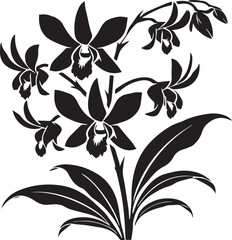 Black and white flower isolated