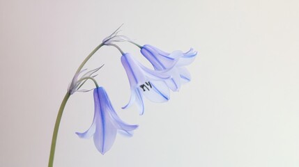 Fototapeta premium A delicate bluebell flower against a pale taupe background, close-up angled view, Minimalist style