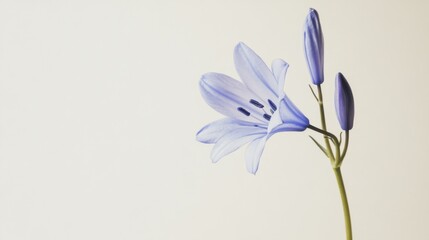 Fototapeta premium A delicate bluebell flower against a pale taupe background, close-up angled view, Minimalist style