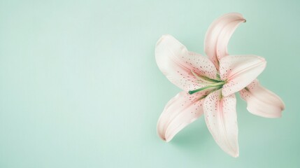 Obraz premium A delicate pale pink lily against a soft mint green background, close-up top view, Minimalist style