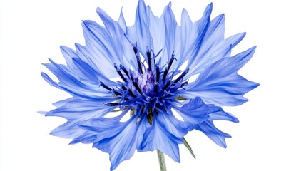 Obraz premium A detailed shot of a bright blue cornflower with its spiky, intricate petals and vibrant color, isolated white background