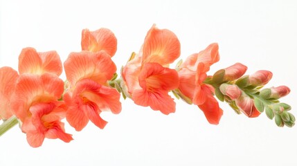 A detailed shot of a bright coral snapdragon with its spiky, tiered flowers and vivid hue, isolated white background