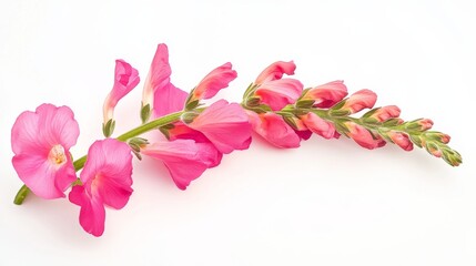 A detailed shot of a bright pink snapdragon with its tubular, overlapping petals and vivid color, isolated white background