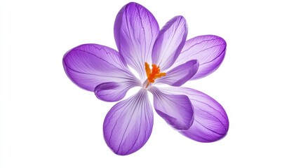 A detailed shot of a bright purple crocus with its open, cup-shaped blooms and vivid color, isolated white background