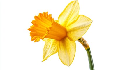 Fototapeta premium A detailed shot of a bright yellow daffodil with its trumpet-shaped blooms and vivid color, isolated white background, minimalistic art style