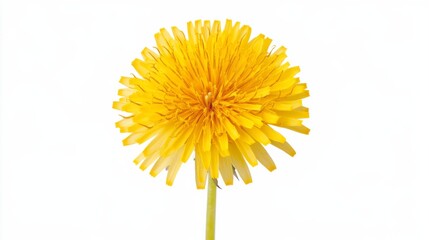 Naklejka premium A detailed shot of a bright yellow dandelion with its fluffy, round bloom and vivid color, isolated white background