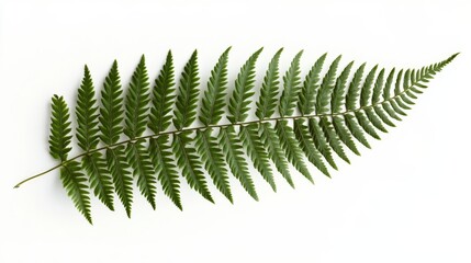 A detailed shot of a lush green fern leaf with its intricate fronds, isolated white background, minimalistic art style