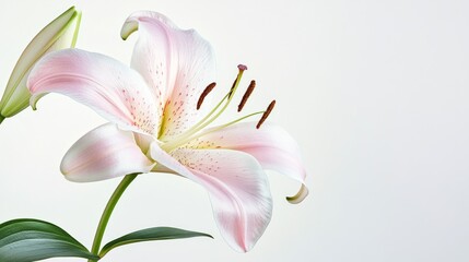 Fototapeta premium A detailed shot of a pale pink lily with its delicate, open blooms and soft color, isolated white background