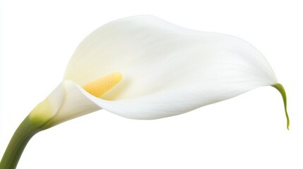 A detailed shot of a pure white calla lily with its sleek, elegant form and soft color, isolated white background