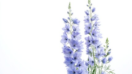 Naklejka premium A detailed shot of a soft blue delphinium with its tall, spiky clusters of delicate flowers and gentle color, isolated white background