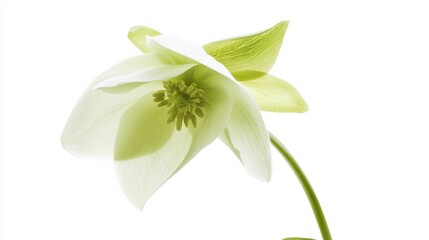 Obraz premium A detailed shot of a soft green hellebore with its elegant, nodding petals and subtle color, isolated white background