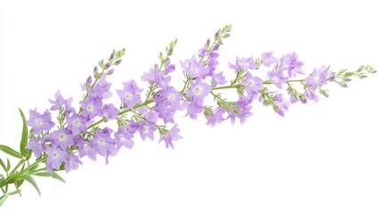 Naklejka premium A detailed shot of a soft lavender larkspur with its tall, spiky clusters of delicate flowers and gentle color, isolated white background