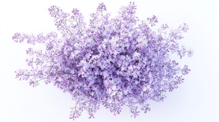 Obraz premium A detailed shot of a soft lavender lilac with its fragrant, clustered blooms and gentle color, isolated white background