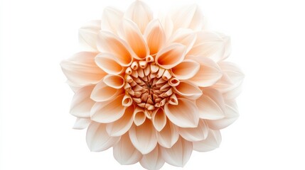 Fototapeta premium A detailed shot of a soft peach dahlia with its layered, textured petals and warm color, isolated white background