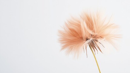 Fototapeta premium A detailed shot of a soft peach dandelion with its fluffy, rounded seed head and warm color, isolated white background