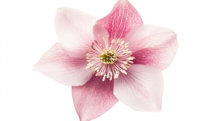 Naklejka premium A detailed shot of a soft pink hellebore with its delicate, cup-shaped petals and gentle color, isolated white background