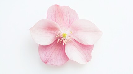 Obraz premium A detailed shot of a soft pink hellebore with its delicate, cup-shaped petals and gentle color, isolated white background
