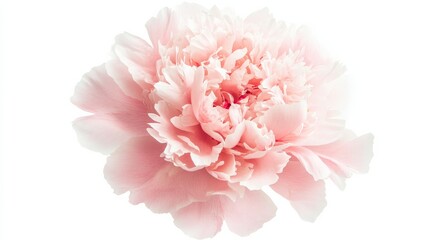 Fototapeta premium A detailed shot of a soft pink peony with its fluffy, multi-layered petals and gentle color, isolated white background