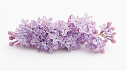 Obraz premium A detailed shot of a soft purple lilac with its clustered, small blooms and gentle color, isolated white background