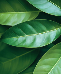 Vibrant Close-Up of Fresh Green Leaf Foliage in Natural Sunlight : Generative AI