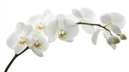 Naklejka premium A detailed shot of a soft white orchid with its elegant, rounded petals and subtle color, isolated white background
