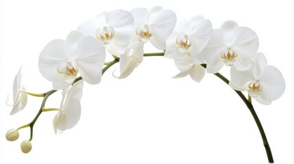 Obraz premium A detailed shot of a soft white orchid with its elegant, rounded petals and subtle color, isolated white background