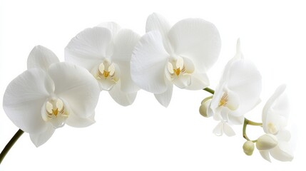 A detailed shot of a soft white orchid with its elegant, rounded petals and subtle color, isolated white background