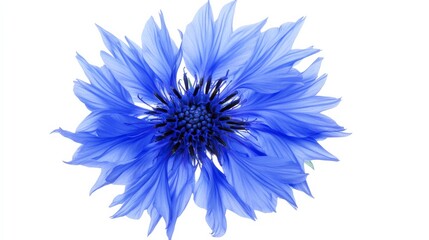 A detailed shot of a vibrant blue cornflower with its spiky, frilled petals and bold color, isolated white background