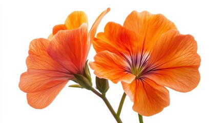 A detailed shot of a vibrant orange geranium flower with its bold color, isolated white background, minimalistic art style